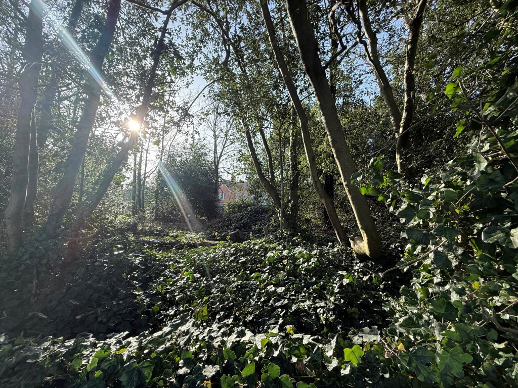 Lot: 112 - OVER HALF AN ACRE OF FREEHOLD PARCEL OF LAND - Shot from above wall showing overgrown land